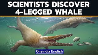 Ancient whale with 4 legs discovered by Egyptian scientists  Oneindia News [upl. by Ahsan]