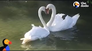 Swan Couple Has SWEETEST Reunion  The Dodo [upl. by Notsud687]