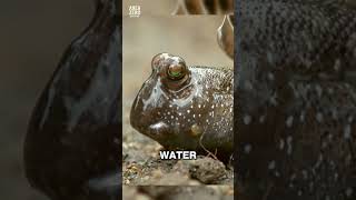 Bet you cant catch this fish 😈 fishing animals mudskipper [upl. by Ebbie]