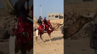 Camel ride at manors beach 🐪 camel trending dubai adventure [upl. by Nimocks258]