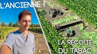 LA RECOLTE DU TABAC A LANCIENNE  VLOG [upl. by Ocnarfnaig]