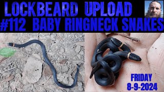 UPLOAD 112 Baby Ringneck Snakes [upl. by Syst]