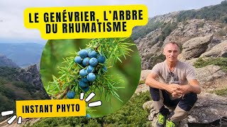 Genévrier larbre qui soulage les rhumatismes [upl. by Tosch467]