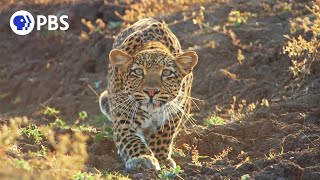 Leopard Hunts Baboon in Broad Daylight [upl. by Legim488]