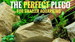 BRISTLENOSE PLECO  species spotlight amp care guide  THE BEST CLEANER FISH FOR YOUR AQUARIUM [upl. by Leong435]