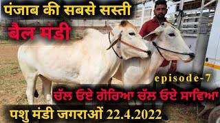 पशु मंडी जगराओं 2242022 Low price and Good quality Bull sale in jagraon mandi ox videojbs video [upl. by Nymzaj]