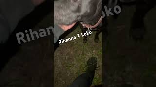 GT Kennels realbulldog apbt apbtlove apbtlife breeder dog diddygoingtojail [upl. by Nemrak]