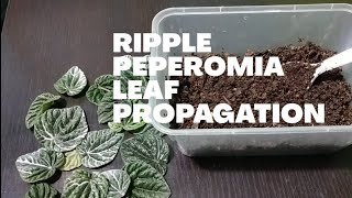 Ripple Peperomia Leaf Propagation [upl. by Brittani]