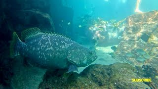 Discovery Cove Snorkeling Part 2 Swimming With Sharks amp A Massive Grouper 🦈🐟 [upl. by Madi]