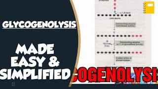 Glycogenolysis In Biochemistry  Glucagon and Glycogenolysis [upl. by Yasnil]