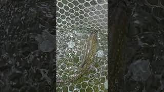 Triploid Eastern Brook Trout are getting fat and long trout flyfisherman fishing [upl. by Analahs]