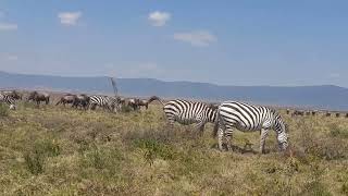 Ngorongoro crater tour with Amazing wildlife experience [upl. by Amliv]