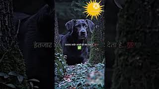 Ritik dog kennel ritikdogkennel shortvideos viralshort dogtrendingemotional [upl. by Pillow]