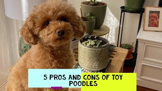 Toy Poodle Pros and Cons Should You Get One [upl. by Nefets]