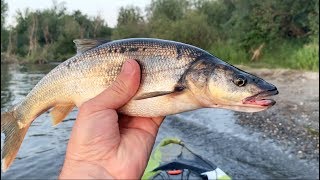 Do Pikeminnow Eat Salmon Smolt Peek Inside Stomach [upl. by Ashbaugh]