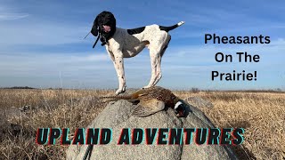 Pheasants on the prairie [upl. by Occir]