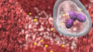 Bacterial infection and host response [upl. by Ennaylime]