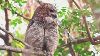 Mottled wood owl  Pune [upl. by Attenov]