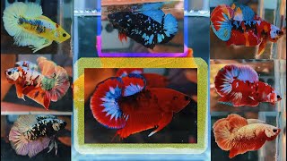 MOST BEAUTIFUL EXOTIC BETTA FISH CATLOUGE [upl. by Marijn]