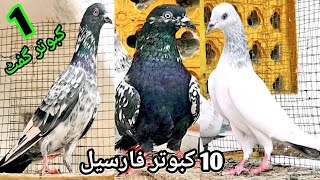 Kabootar for sale in sarialamgir jhelum Gujrat Pakistan pigeons for sale 03255240630 [upl. by Grimaud467]