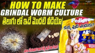 How To Culture Grindal Worms  Live Food  How to Make Grindal Worm Culture  in Telugu [upl. by Ime]