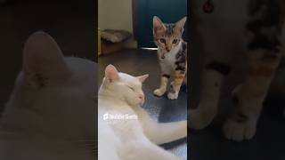 Kucing lari lari😻 cat funny animasikucinglucu lucu kartunkucing kucing komedikucing zepeto [upl. by Rambort941]