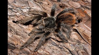 Aphonopelma marxi Gorgeous American tarantula in natural habitat [upl. by Ellives45]