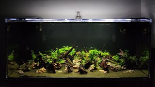 280 US gallon community tank  Week 1 [upl. by Euqinaj65]