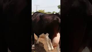 Big cow for sale in Pakistan [upl. by Vish300]