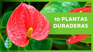 10 PLANTAS de INTERIOR RESISTENTES y DURADERAS 🌿 [upl. by Priest64]