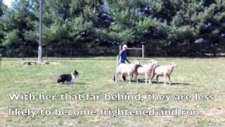 Scarlett the Sheltie Herding Sheep [upl. by Carena]