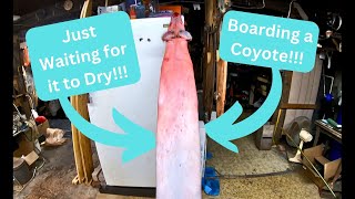 Boarding and Turning a Coyote  Coyote Series Part 5  In The Fur Shed Series [upl. by Maidy]