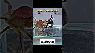 Crab vs scropian [upl. by Lowney778]