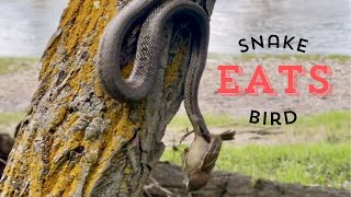 Snake Eats Bird [upl. by Atin]