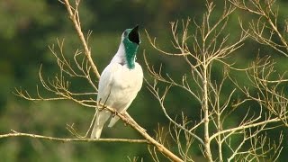 O Canto Da Araponga  Donizeti [upl. by Enelrad]