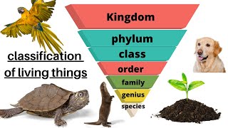 Taxonomy quotclassification of living thingsquot [upl. by Nallij]