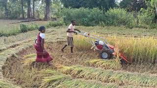 Paddy Cutter Machine At Gatamaha K Nuagaon Kandhamal [upl. by Rosalia48]