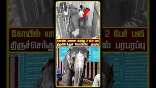 Tiruchendur Elephant  Tiruchendur Temple Elephant Attack  Tiruchendur Elephant Issue  shorts [upl. by Justis379]