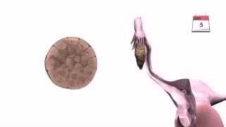 General Embryology  Detailed Animation On Implantation [upl. by Kirimia]