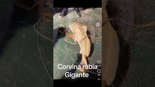 Corvina Gigante pesca fishing corvina pesca record [upl. by Ilram]