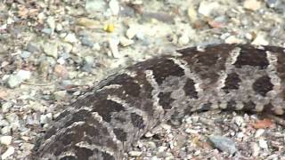 Bothrops asper Video 04 Ferdelance or Common lancehead  Barba amarilla [upl. by Ary]