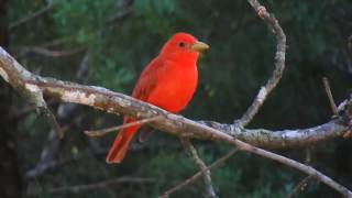 Summer Tanager call [upl. by Sucramad]