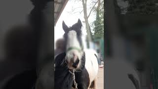 Reitstunde🫶🏼🐴✨️ reiten vlog reitstunde [upl. by Rickert982]