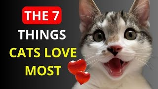 The 7 Things Cats Love Youll Never Guess 4 Its a WEIRD thing [upl. by Federica]