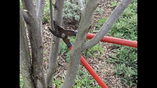 Pruning Western Redbud [upl. by Eelano]