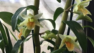 MARCH 2016 GREENHOUSE ORCHID UPDATE [upl. by Pacian]