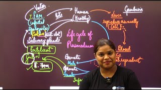 Malaria Life Cycle Class 12 Understanding the Plasmodium Transmission [upl. by Harlie523]