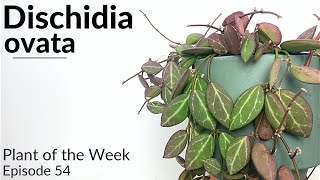 How To Care For Dischidia ovata  Plant Of The Week Ep 54 [upl. by Milli]