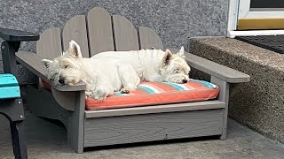 DIY DOG LOUNGERBED [upl. by Crosby]