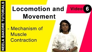 Locomotion and Movement  NEET  Mechanism of Muscle Contraction  Neela Bakore Tutorials [upl. by Undis2]